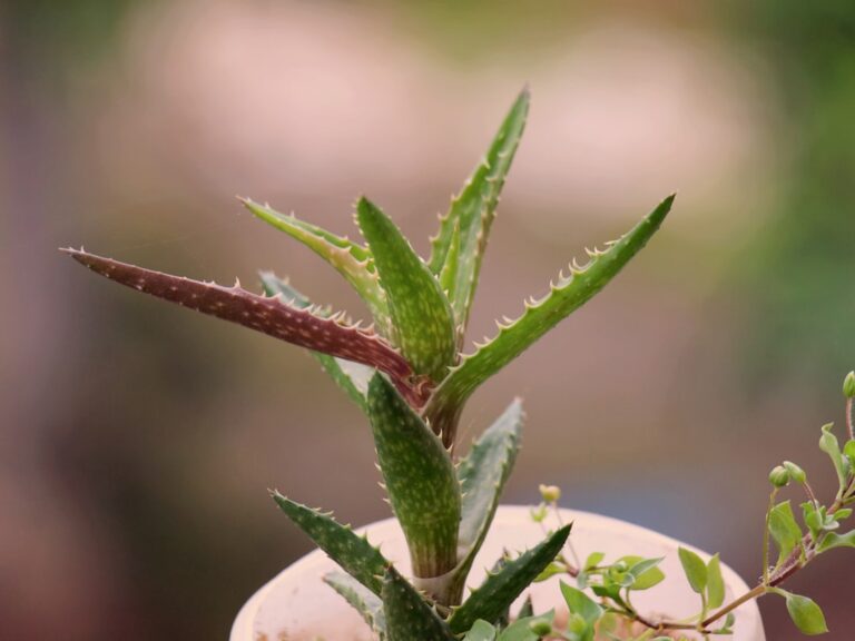 Cele mai bune metode naturale de hidratare a pielii