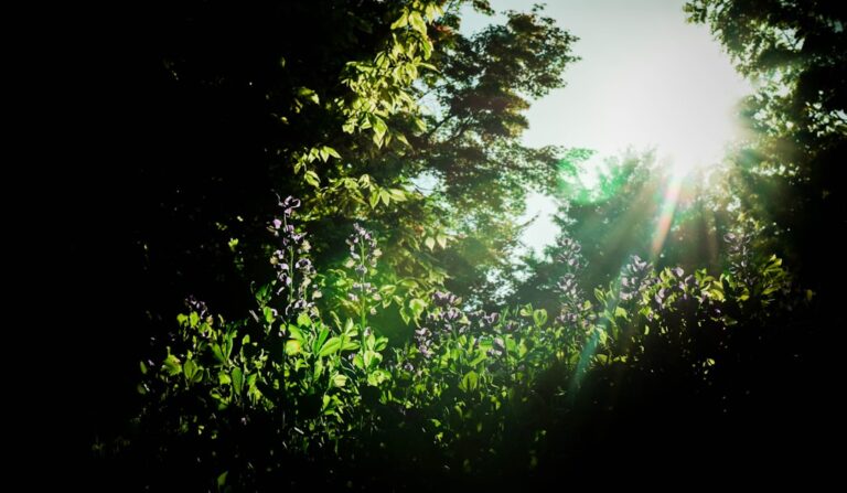 Beneficiile soarelui pentru oase