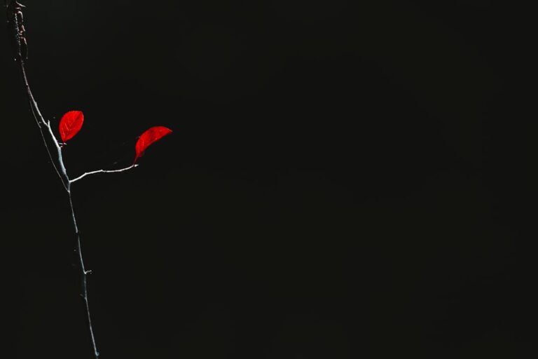 cum se scrie corect: ortoped sau ortoped?