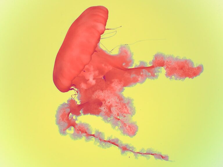 Simptomele ficatului gras: cum să le recunoaștem