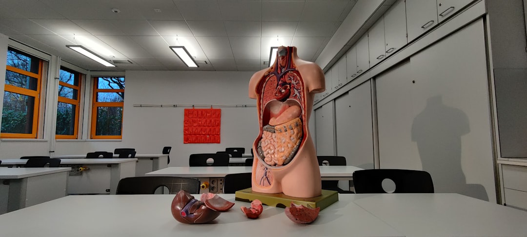 Photo stress impact internal organs